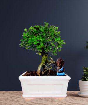 ceramic plant pot bonsai plant