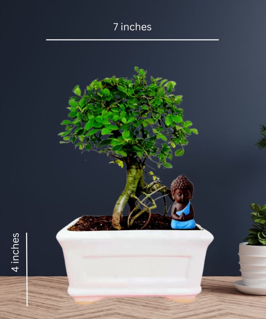 Ceramic plant pot for bonsai