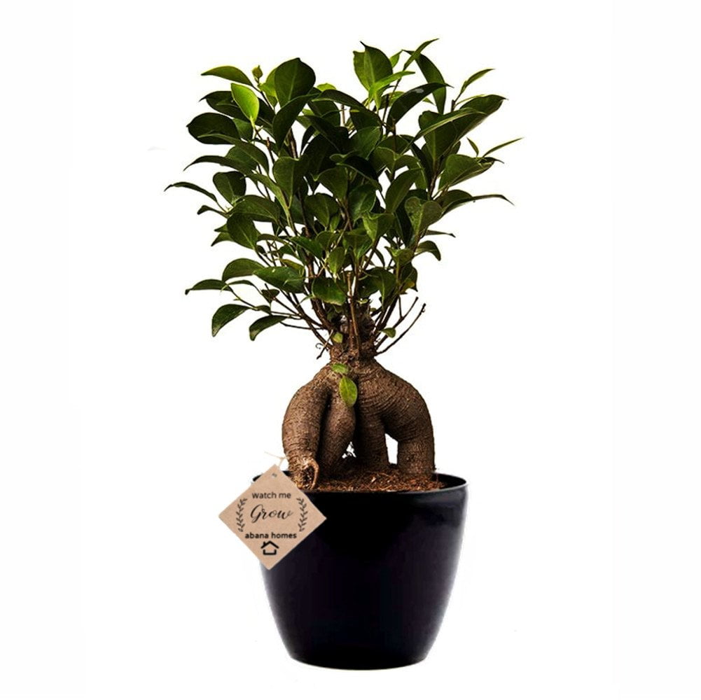 grafted ficus indoor bonsai plants live 4 years - 30%