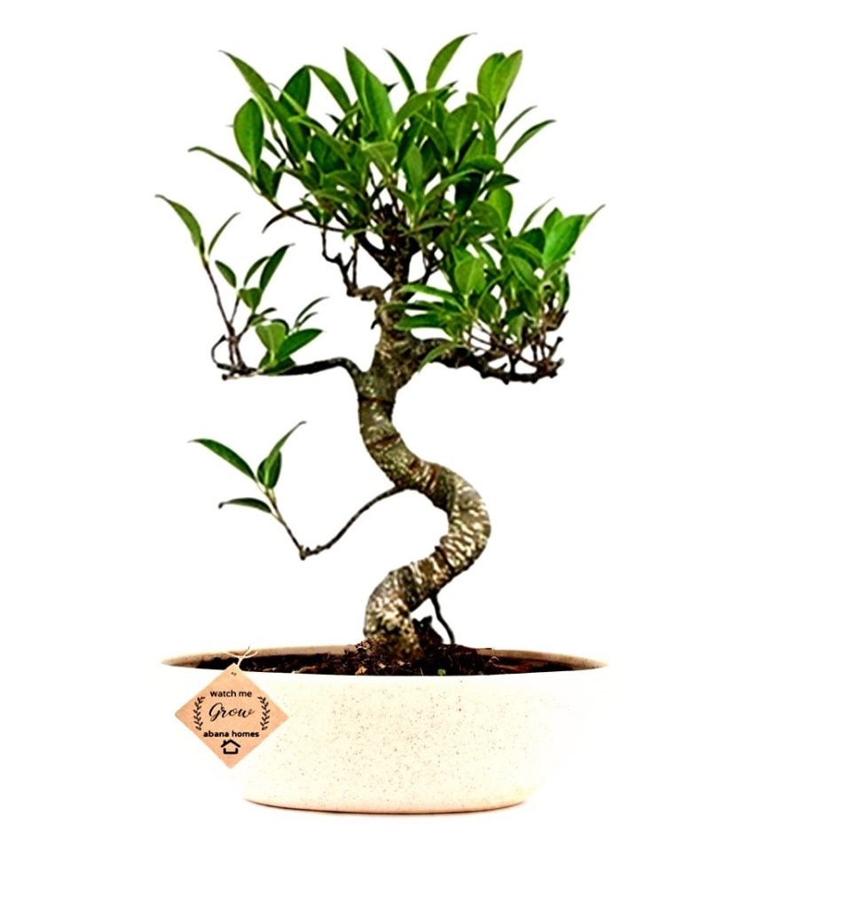 S Shape ficus bonsai tree