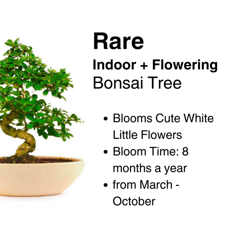 Carmona Flowering Bonsai Plant Rare