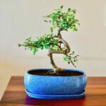 Chinese Elm Bonsai Tree in Blue Bonsai Pot with Tray 5 Years