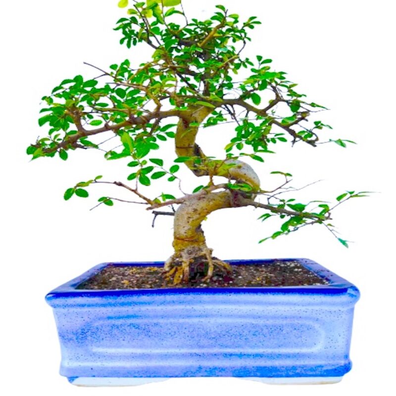 Chinese Elm Bonsai Tree 10 Years Old in Blue Ceramic Bonsai Tray