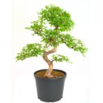 Chinese elm bonsai tree 12 years old in black pot