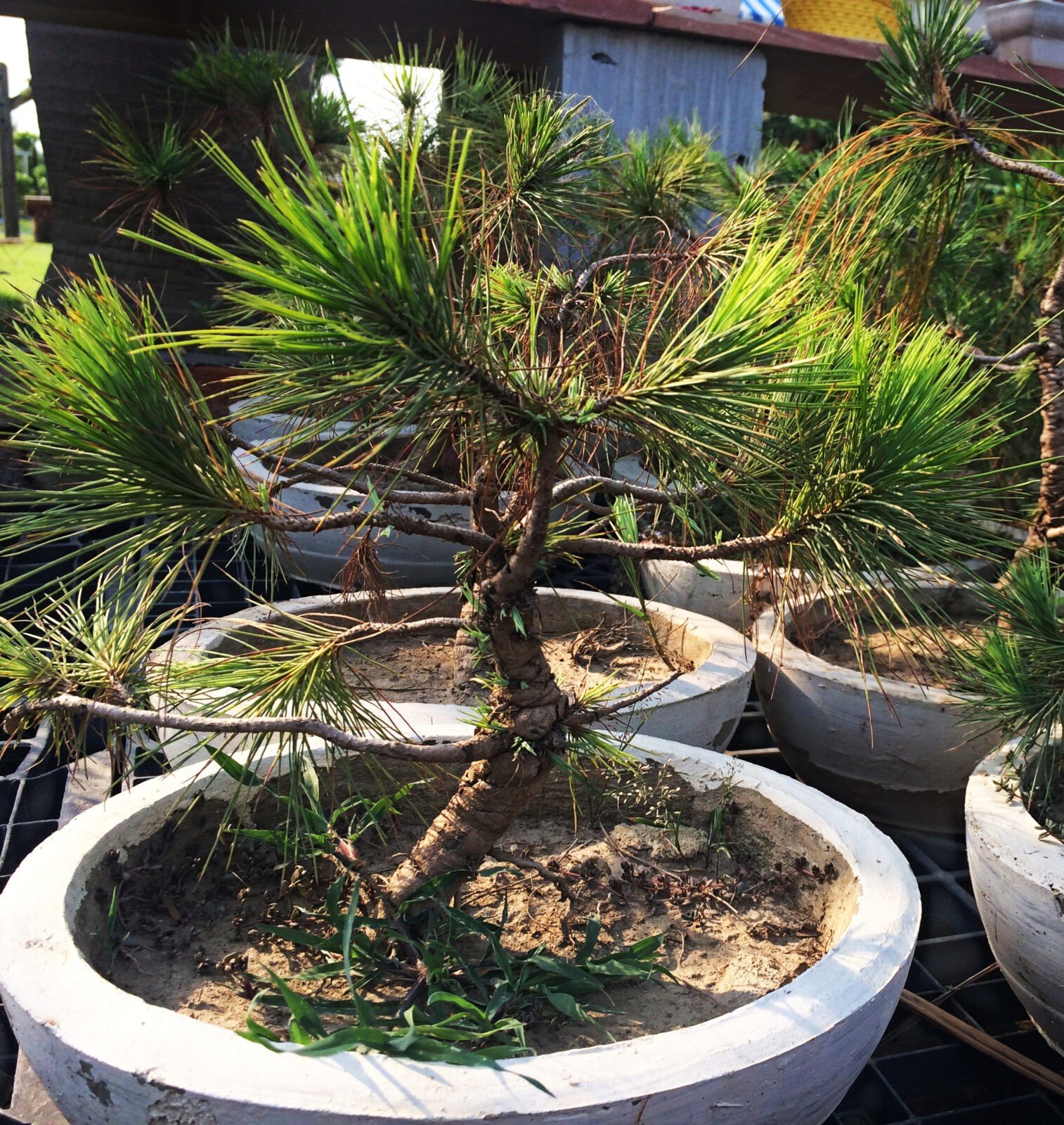 black pine bonsai plant - 7 year old - 30% cashback