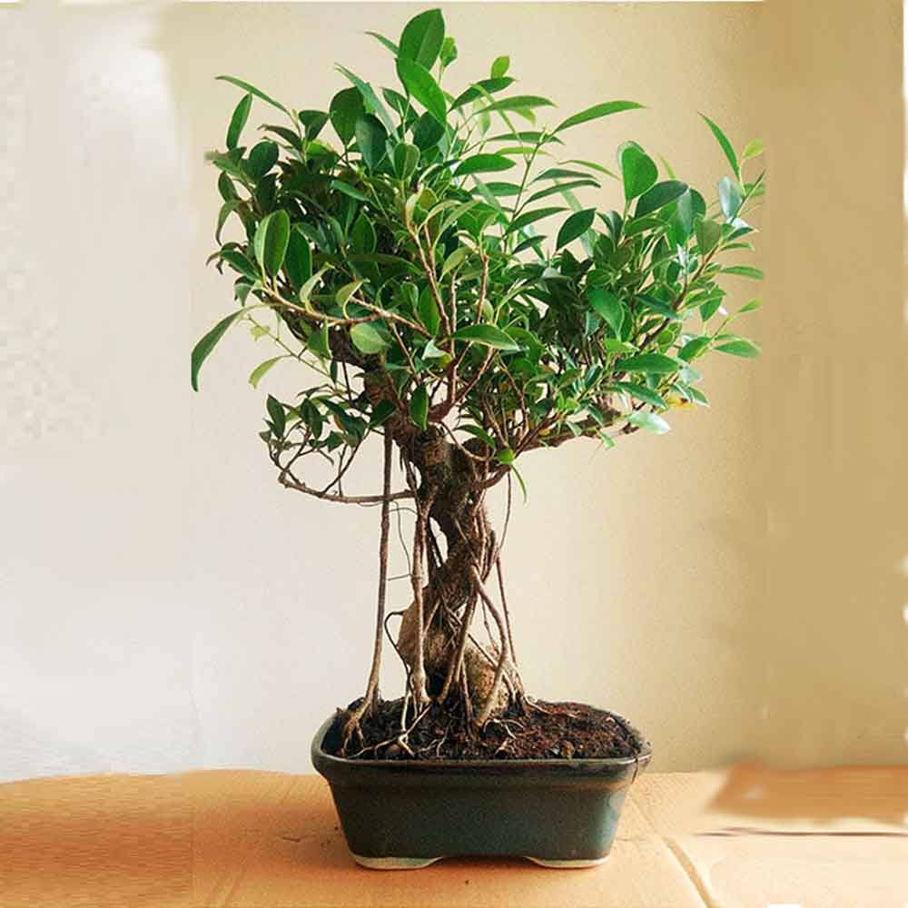ficus plant bonsai