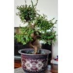 Chinese Elm Bonsai Tree in India in Ceramic Pot