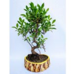 ficus bonsai s shape