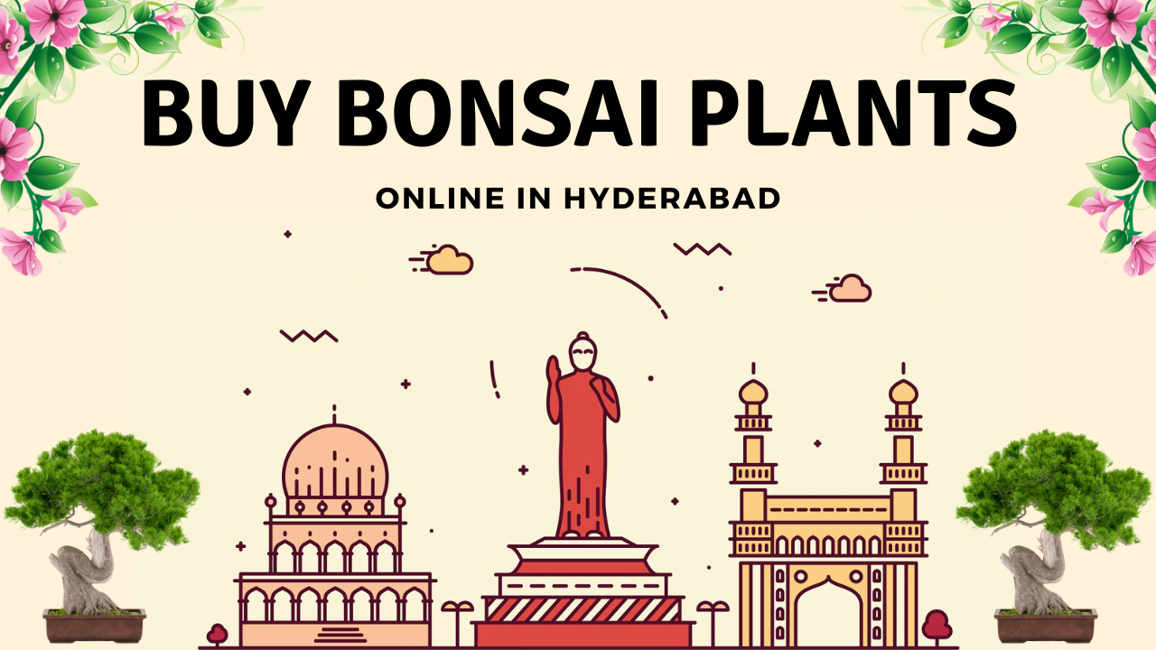 Bonsai Plants in Hyderabad