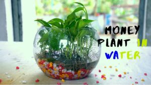 Money Plant in Water