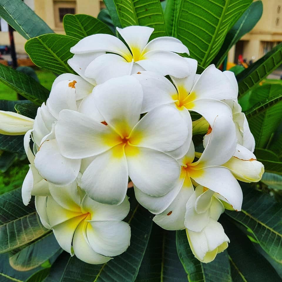 Champa Flower