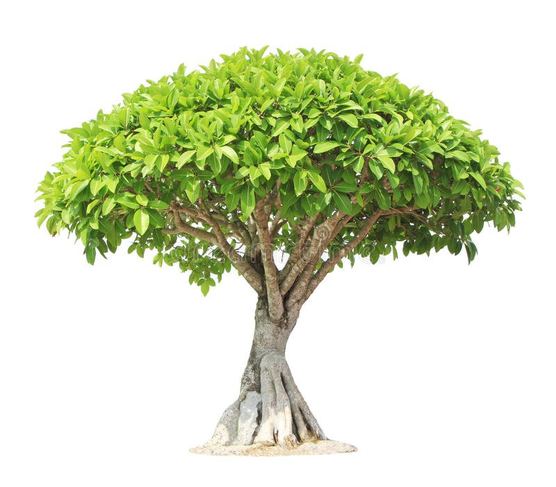 Bonsai tree Sale