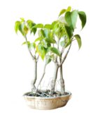 ficus sheila bonsai