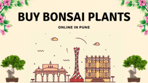 Bonsai Trees in Pune