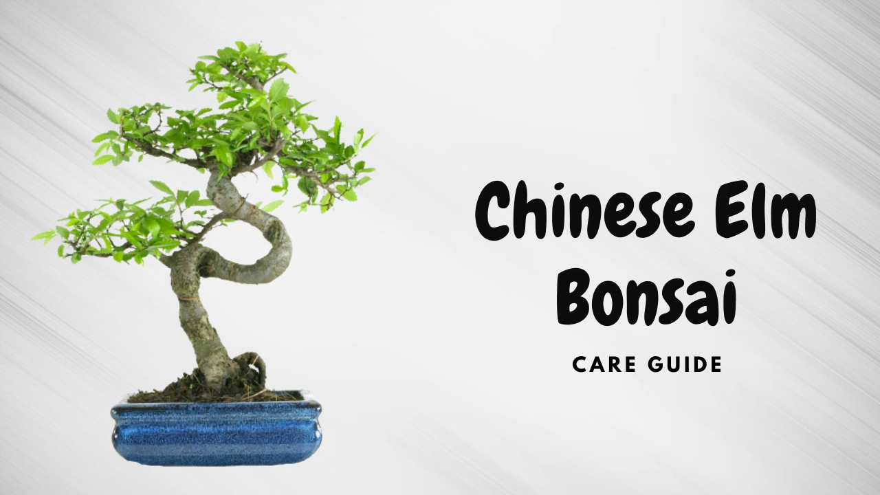 Chinese Elm Bonsai