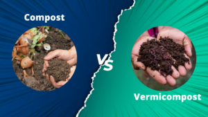 Difference Between Compost and Vermicompost