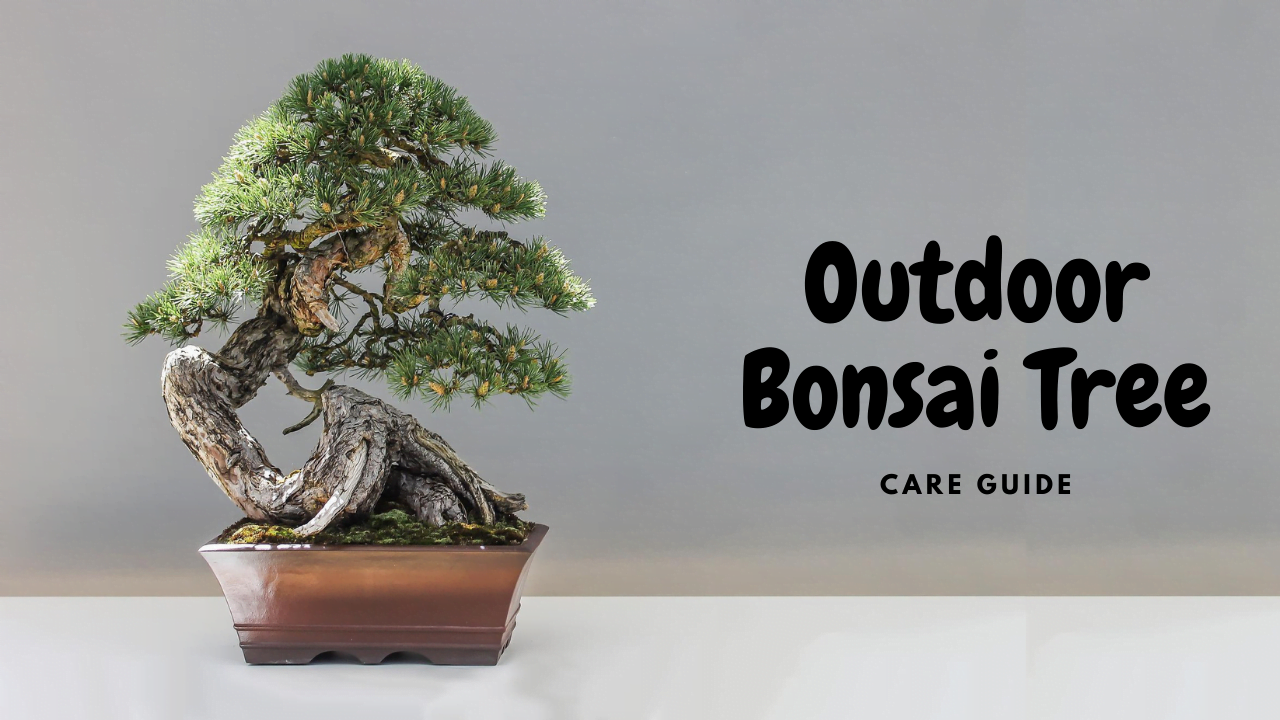 Outdoor Bonsai