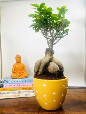 Ficus Bonsai in Dotted Ceramic Pot with Tray
