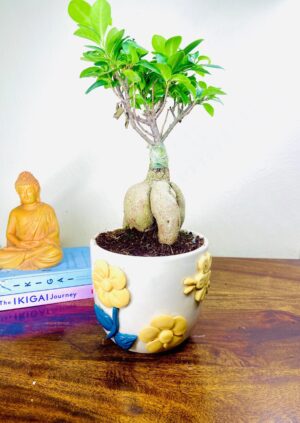 Ficus Bonsai in Premium Ceramic Pot (Handcrafted Embossed Flower Pot)