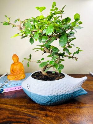 carmona bonsai in ceramic pot