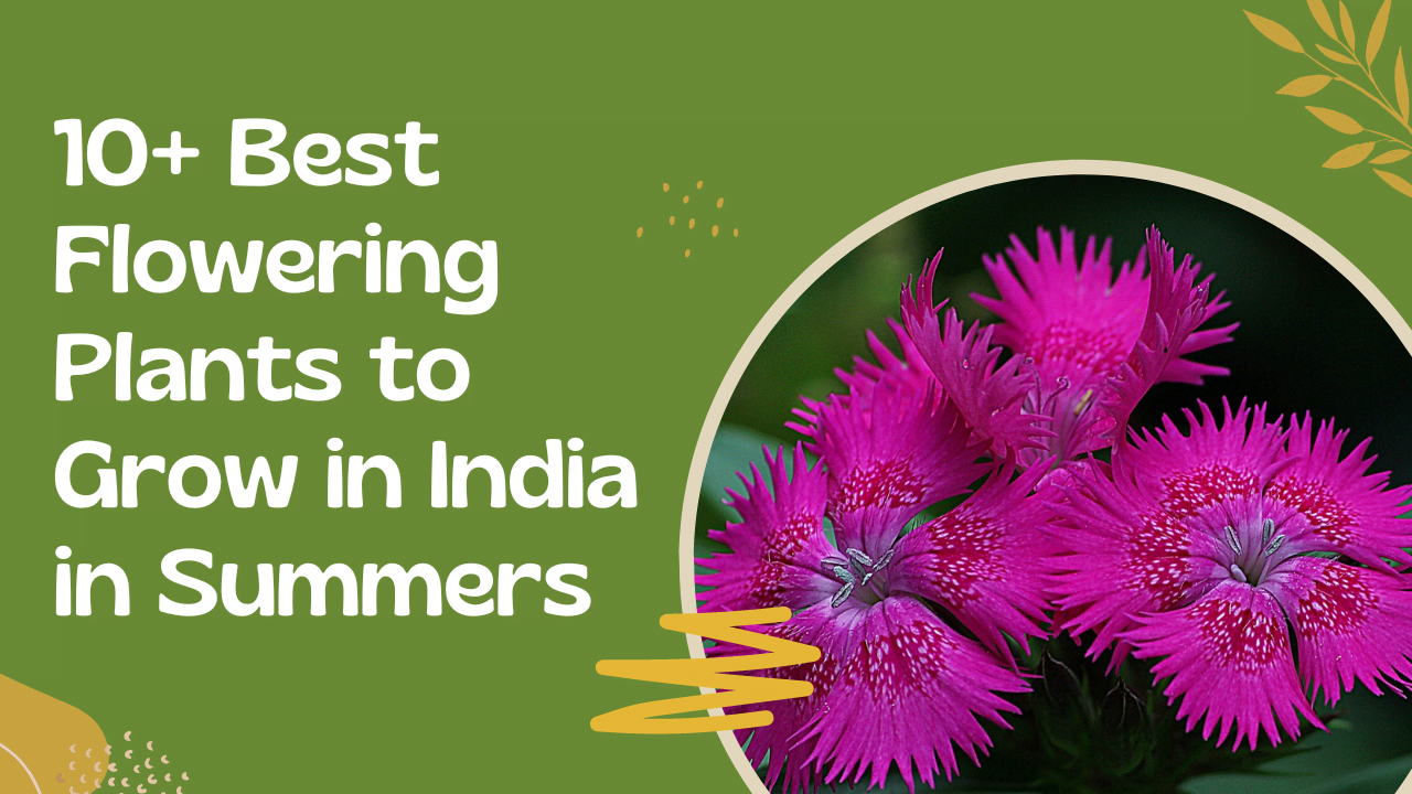 Best Flowering Plants to Grow in India in Summers