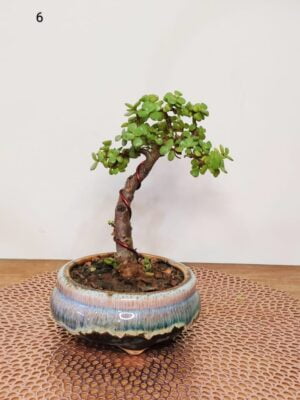 Jade Bonsai Plant Upright Informal 8 Inches