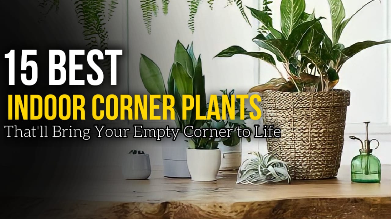 indoor corner plants
