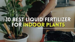 liquid fertilizer for indoor plants
