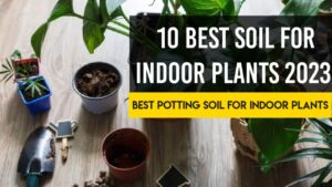 soil for indoor plants