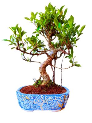 Bonsai Plant Ficus Aerial Root in Ceramic Pot 12 Years Old