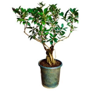 Aerial Root Ficus Bonsai Tree by Abana Homes 12 Years 60 cm Canopy Style Bonsai