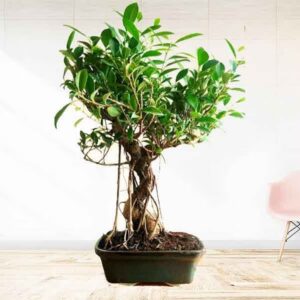aerial root ficus bonsai tree by abana homes copy