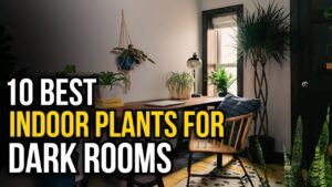 best indoor plants for dark rooms