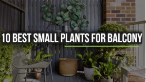 small plants for balcony