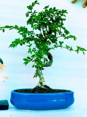 Chinese Elm Tree Bonsai in Blue Ceramic Pot 9 inches