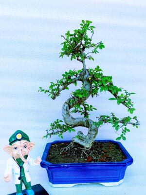 Chinese elm bonsai tree 11 inches more than 10 years old