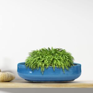 Blue Bonsai Ceramic Flower Pot-1