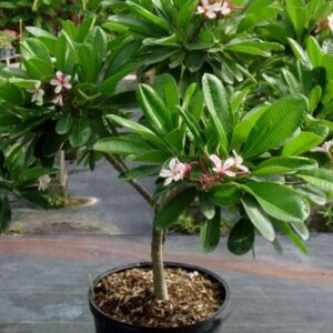 Plumeria Rubra hybrid, Champa - Plant