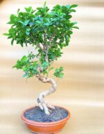 ficus bonsai tree for home garden-flagship