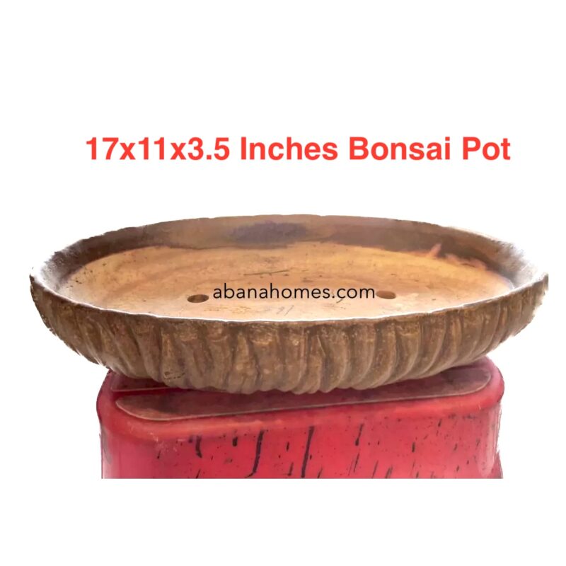 large bonsai pot by abana homes