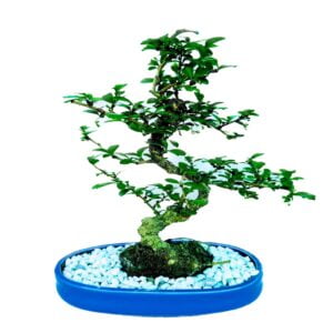 Carmona (Fukien Tea) Tree Bonsai Plant in Blue Ceramic Pot 4 Yrs
