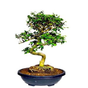 chinese elm bonsai tree 12 years old curved shaped in india for gifting home decor by Abana Homes