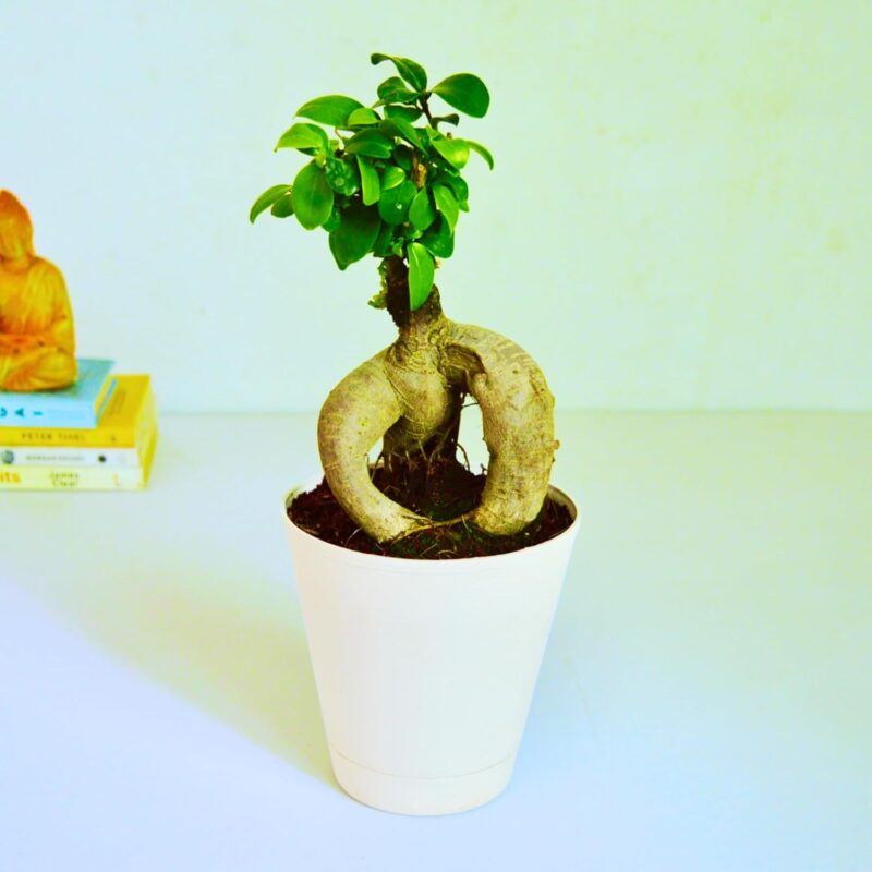 ficus bonsai plant in self watering pot for sale